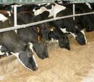 коровы в сарае