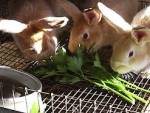 кролики рационы питания