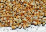 Правила приемки кукурузы в зерне