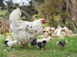 курица наседка с цыплятами на выгуле
