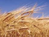 Ожидается мировое снижение производства пшеницы