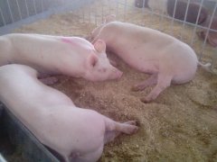 содержание свиней