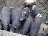 Выбираем породу свиней для разведения в хозяйстве