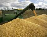 Россия и Украина вытесняют американских производителей зерна.